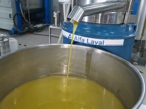 olio cavalcante